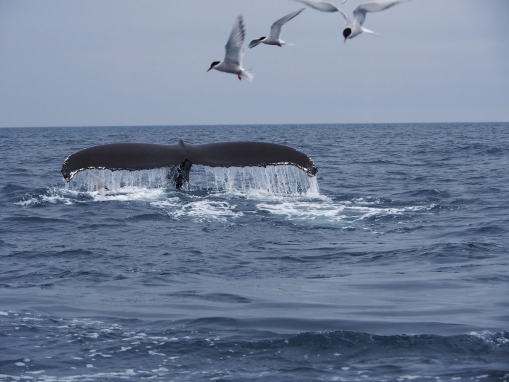 Whale Tail out of the water with birds