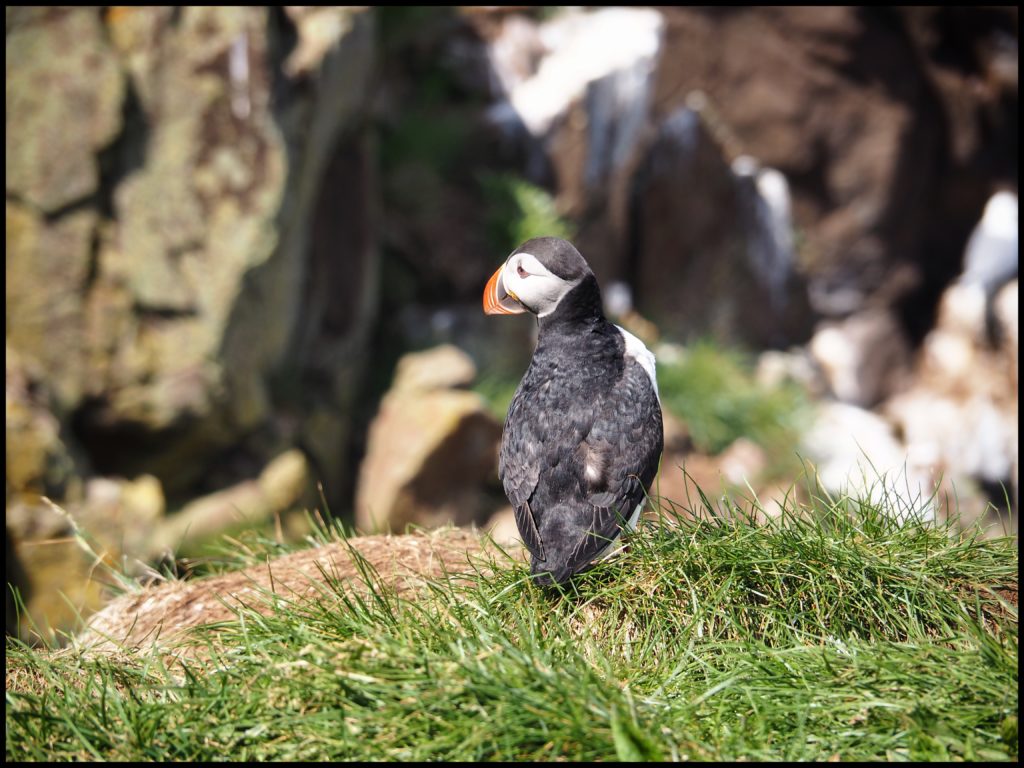 One Puffin