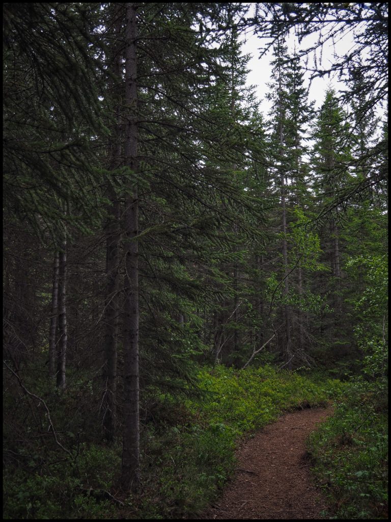 A forest path