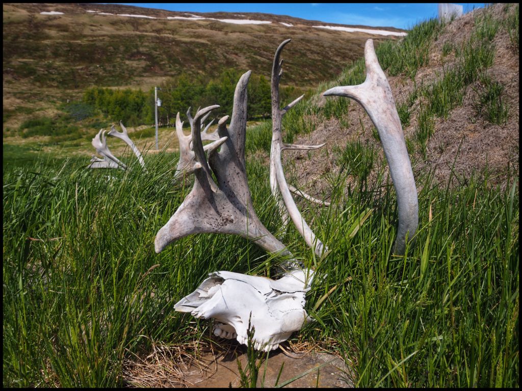 Reindeer Skulls