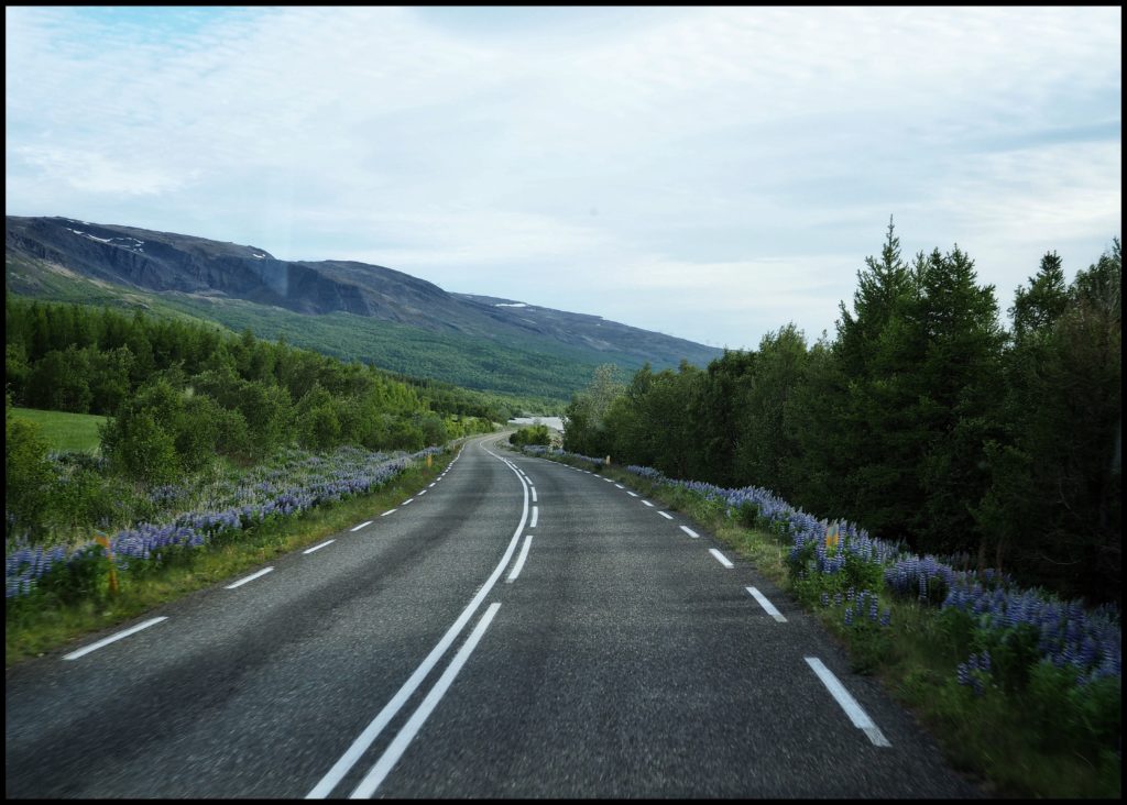 A forest roadway with pine trees, lupine, and mountains