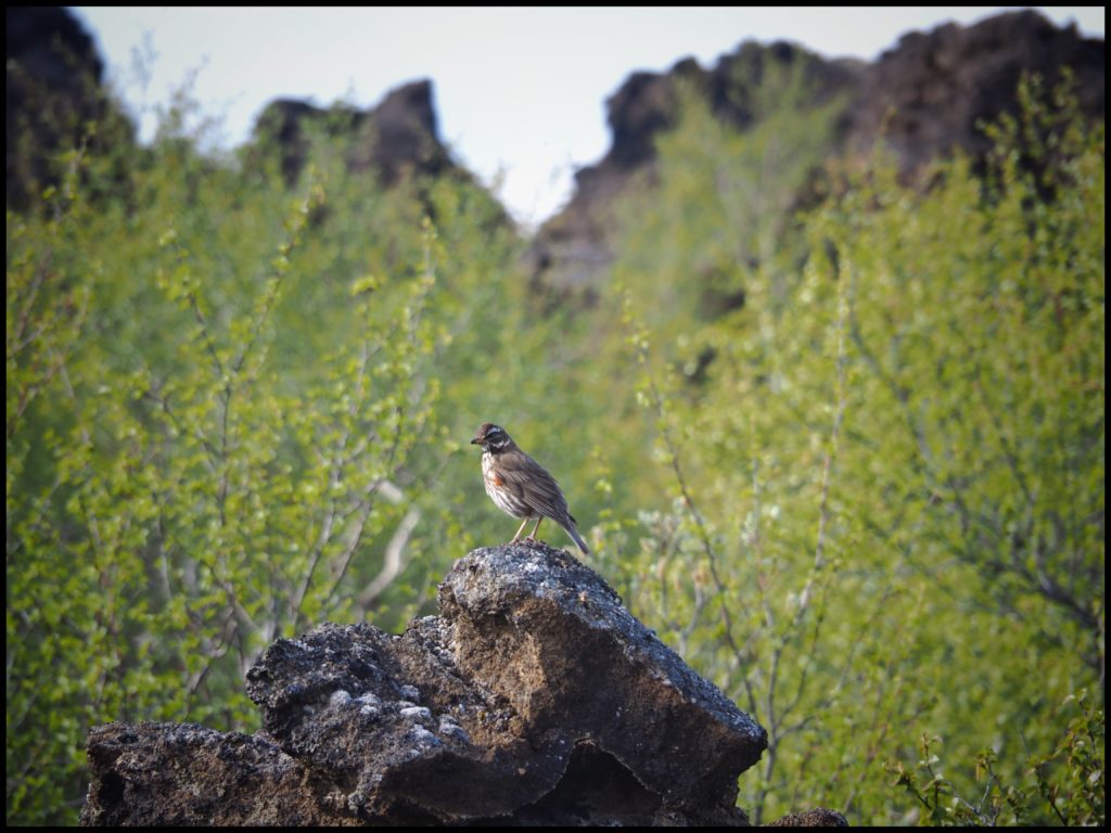 Bird on Rock