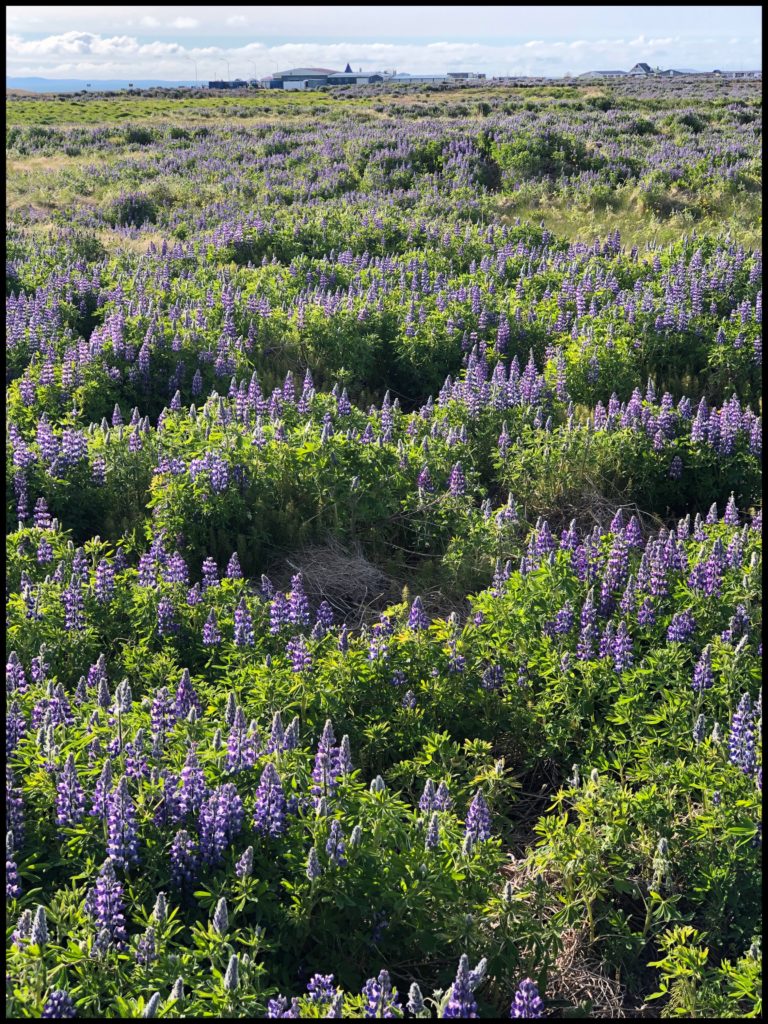 Lupine Field in the late evening sun