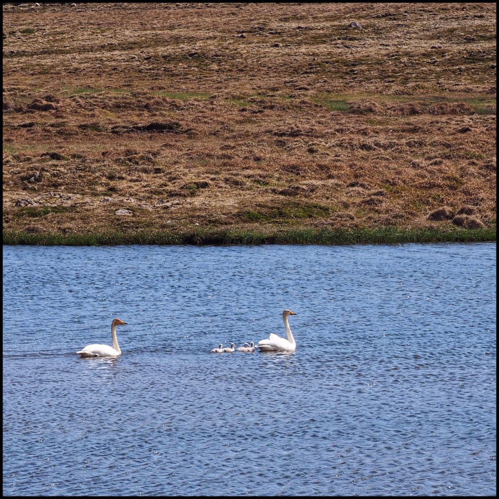 A wild swan family in water