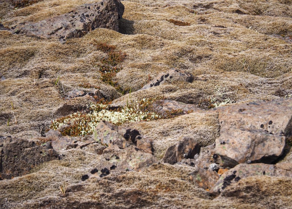 Mountain top rocks covered with moss detail