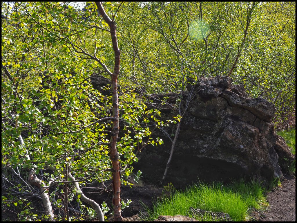 A Rock and Tree