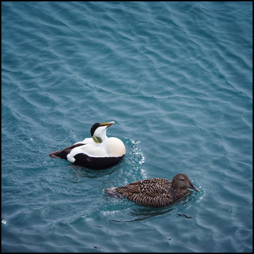 Eider ducks in Iceberg lake.