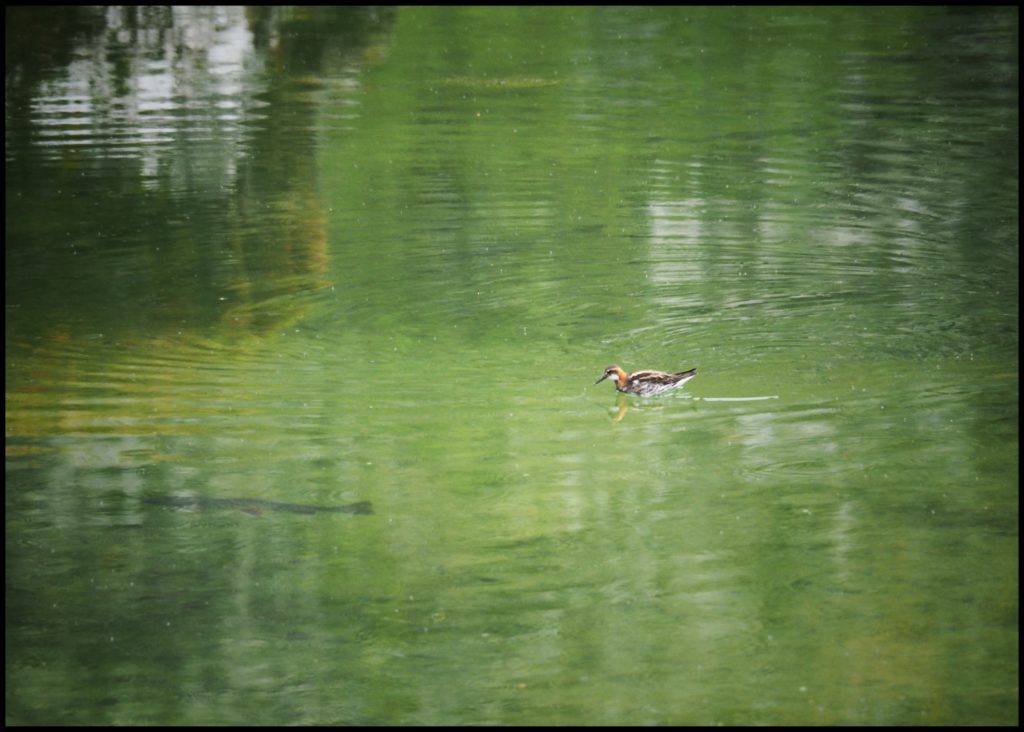 Little Bird and Large Fish in Pond