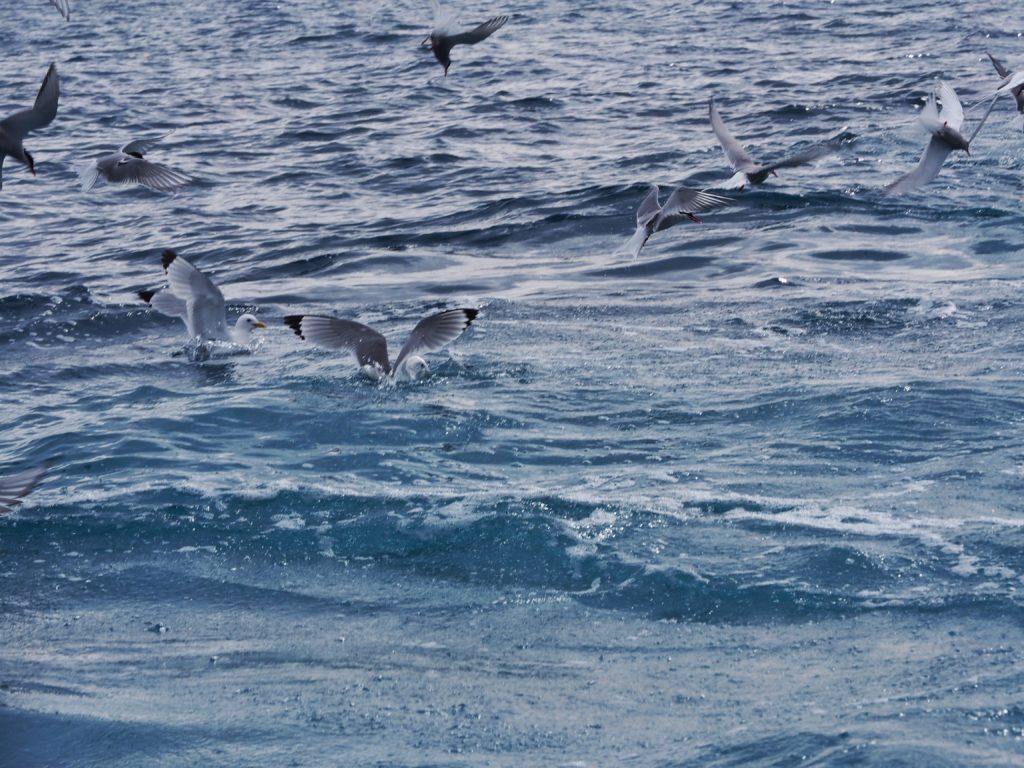 Water with birds