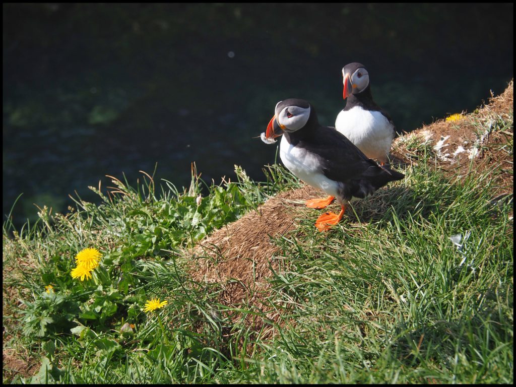 Two Puffins On cliff