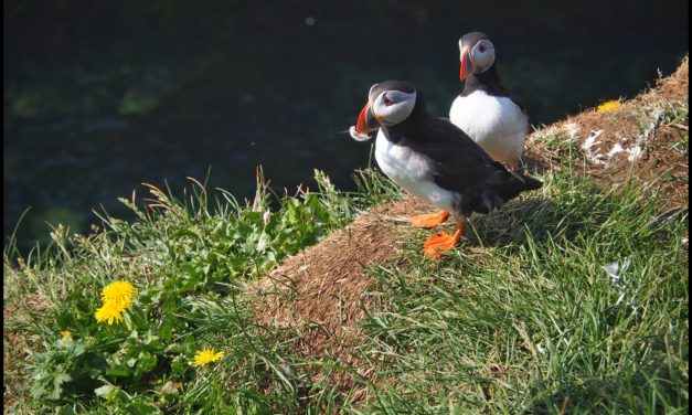 Day 10: Around Eglisstadir Northern Fjords and PUFFINS!