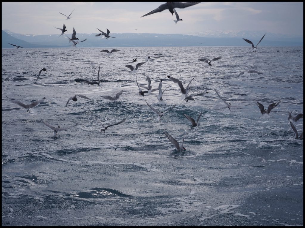 Arctic Terns feeding in Ocean