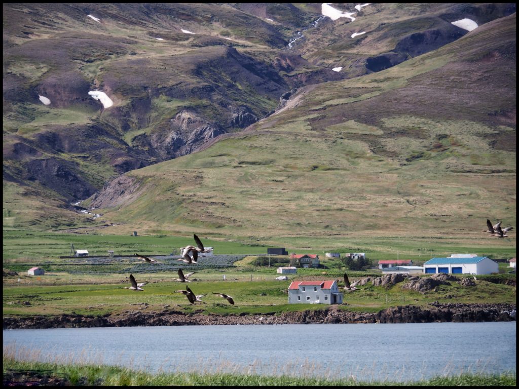 Geese flying over fjord