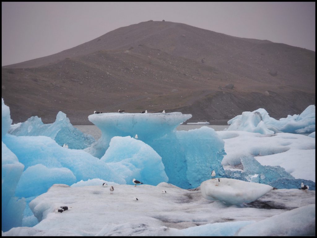 Birds on icebergs