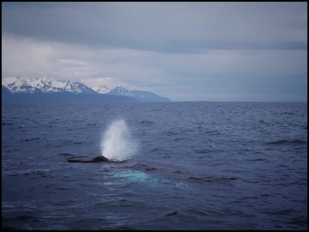 Whaleâ€™s breath spouting from blow hole