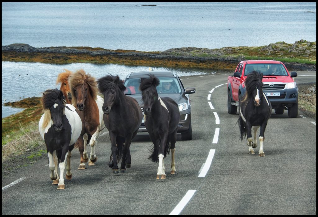 Icelandic horses being escorted home.