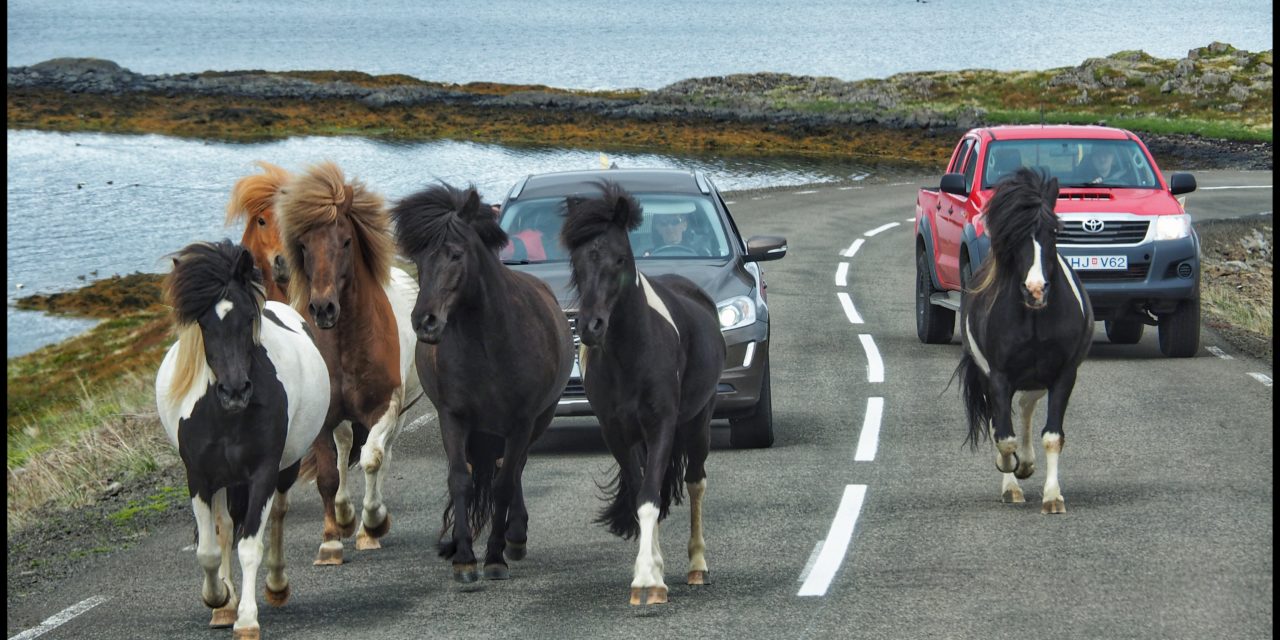 Day 4: Finishing up the Westfjords and heading North