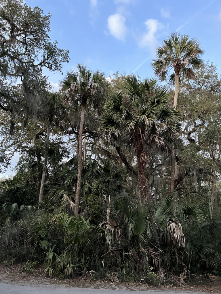 a tangle of trees